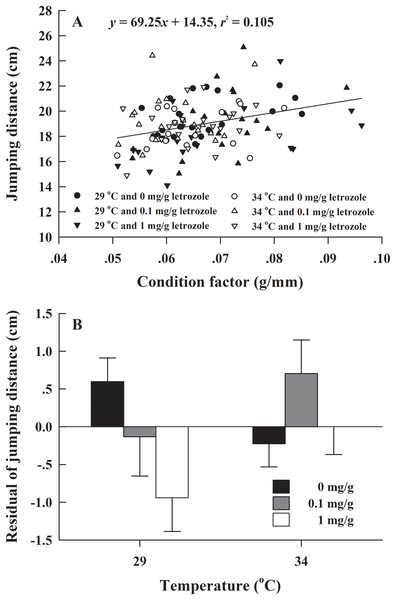 (A) Correlation of jumping distance with condition factor and (B) mean values (+SE) for residual of jumping distance of H. rugulosus froglets at complete metamorphosis from treatments involving 2 temperatures × 3 letrozole concentrations.