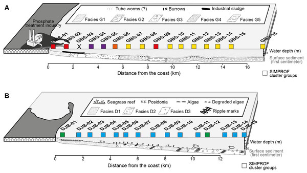 Profiles of the Gabes (A) and Djerba (B) transects showing the position of the collected samples, the sedimentary facies and the associated SIMPROF Clusters (squares), modified after El Kateb et al. (2018c).