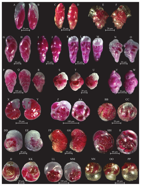 Images of selected foraminifera species.