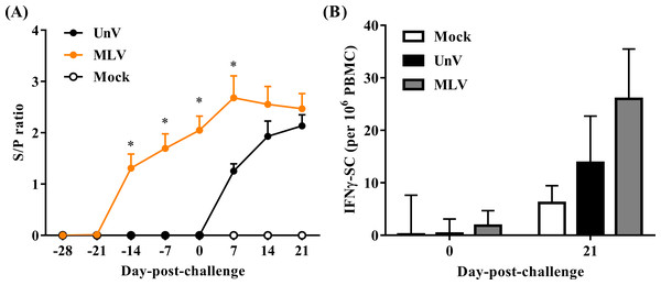 Quantifications of PRRSV-specific antibody and PRRSV-stimulated IFN-γ secreting cells.
