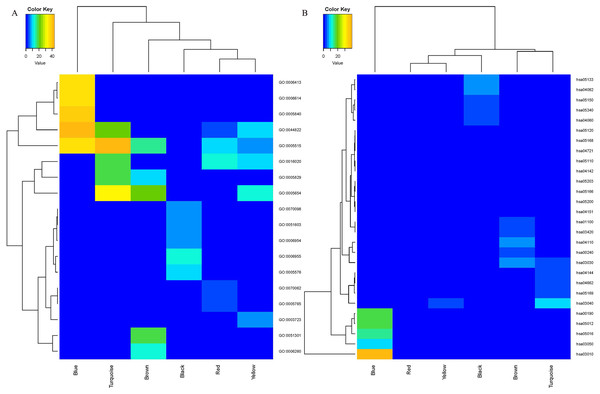 The heatmap for GO (A) and KEGG (B) enrichment analysis of MCL genes in coexpression modules.
