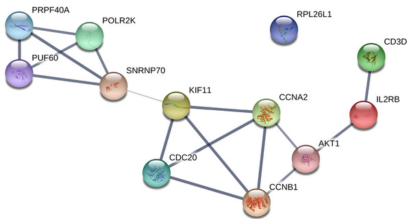 PPI network of the real hub genes.