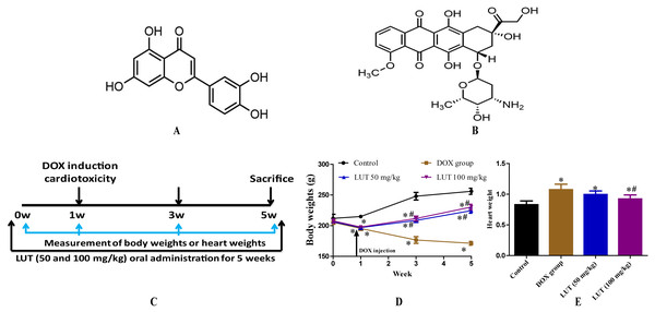 The experimental scheme and the effects of LUT on body weight and heart weight in DOX induced-cardiotoxicity model rats.