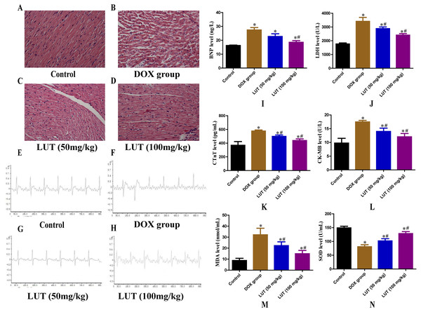 Effects of LUT on the histopathological features, electrocardiogram, serum levels of cardiac injury, and oxidative stress mediators in the heart tissue of DOX-induced cardiotoxicity model rats.
