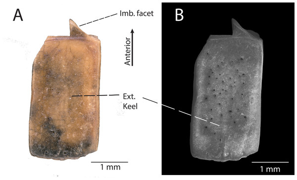 DMNH EPV.119567, Scincomorpha indet. osteoderm from the “Hunter Wash Local Fauna”, Kirtland Formation.