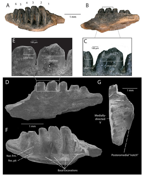 DMNH EPV.119555, Anguidae posterior left dentary from the “Hunter Wash Local Fauna”, Kirtland Formation.