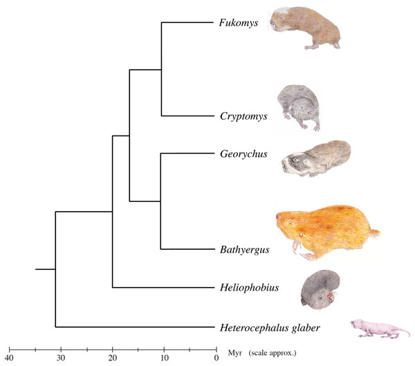 Genus-level phylogeny of the African mole-rats.