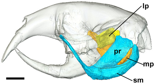 Superficial master and pterygoid muscles of Cryptomys hottentotus.