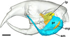 Masticatory musculature of the African mole-rats (Rodentia ...