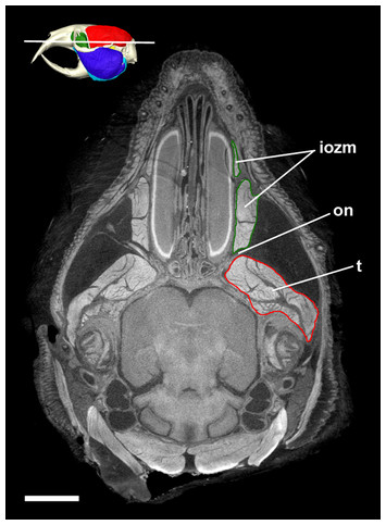 Masticatory Musculature Of The African Mole-rats (rodentia 