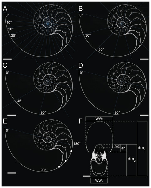 Measurements of conch parameters on CT-images of the studied Nautilus pompilius.