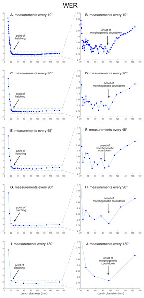 Ontogenetic trajectories of the whorl expansion rate (WER).