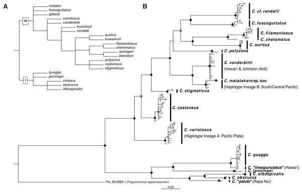 Phylogenetic hypotheses for Combtooth Blenny genus Cirripectes.