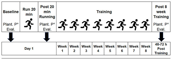 Temporal scheme of the evaluation and training protocol.