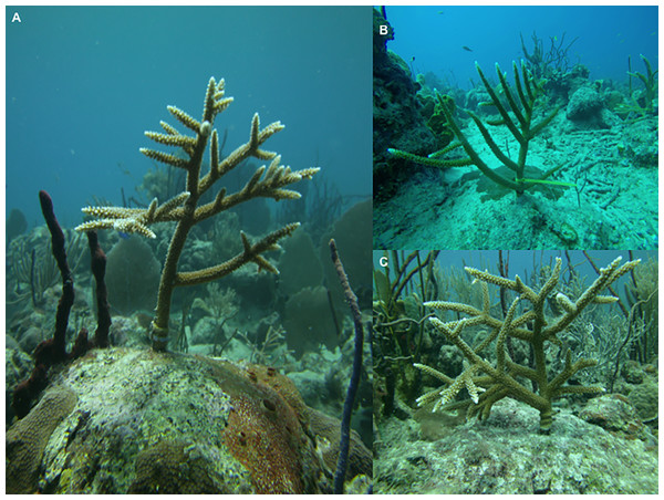 (A) Acropora cervicornis outplanting sites (B) Coral colonies attached to nails with plastic straps (C) Tissue covering straps on the base of the coral.