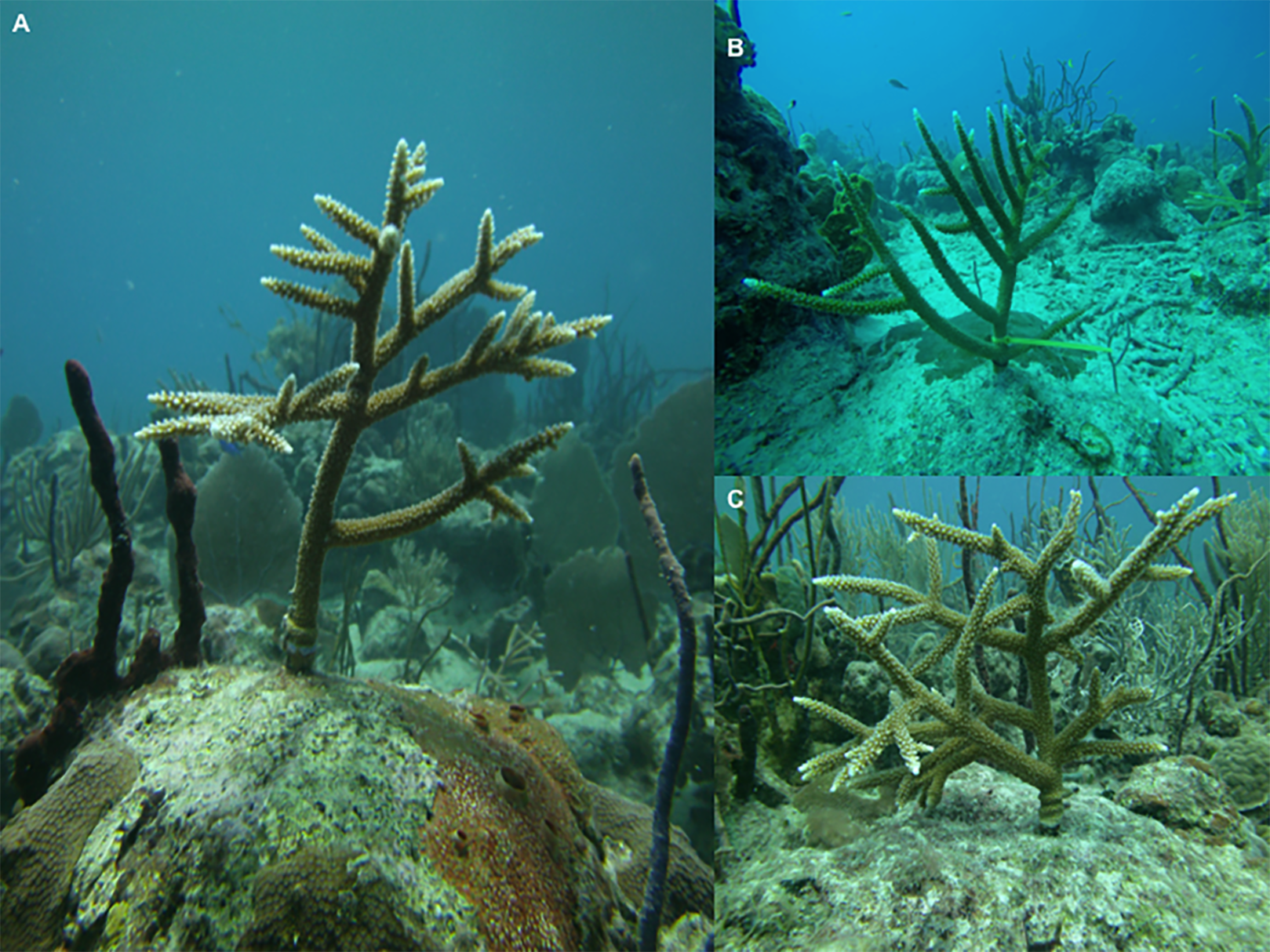 Staghorn coral (Acrophore Cervi ornis), Key Largo, Florida, USA