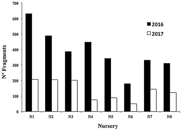 Number of Acropora cervicornis fragments in eight coral nurseries after Hurricanes Matthew (2016), Irma & Maria (2017).