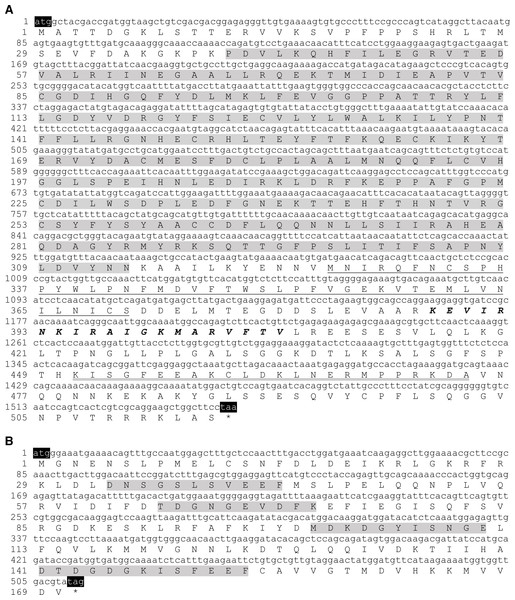 Sequences of open reading frames and their deduced amino acid sequences for the two subunits of H. diversicolor calcineurin: HcCNA (A) and HcCNB (B).