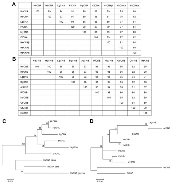 Phylogenetic analysis of HcCNA (A and C) and HcCNB (B and D) with other species.