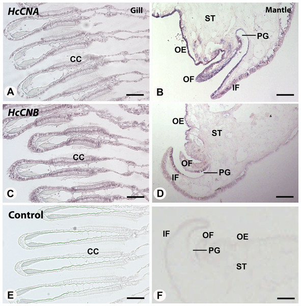 In situ hybridization of HcCNA (A and B) and HcCNB (C and D) in the mantle and gill of H. diversicolor.