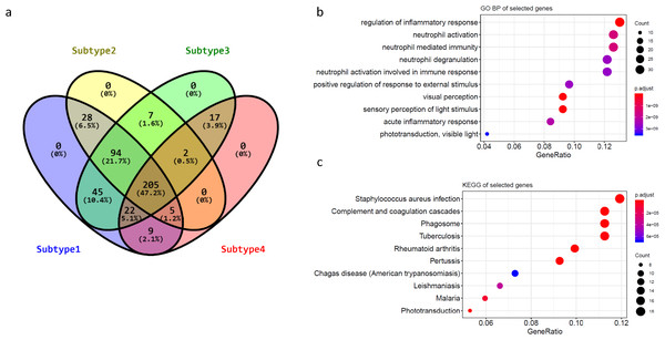 Subtype specific genes and their enriched pathways.