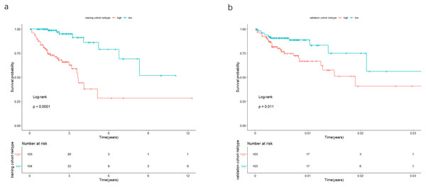 In the training and validation cohort, the patients were split in groups of high and low-risk.