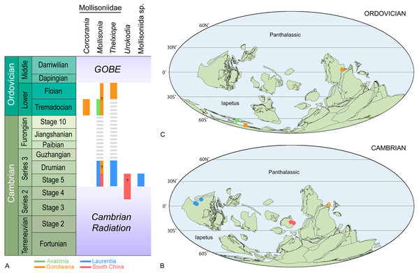 Revision Of The Mollisoniid Chelicerate(?) Thelxiope, With A New ...