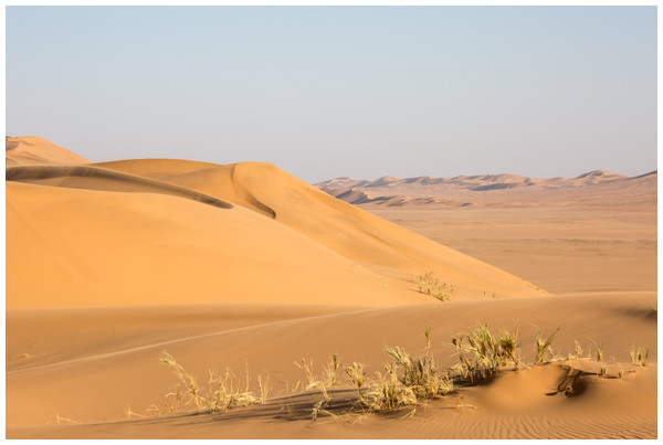 Kahani Dunes in the arid Namib Desert showing some plant growth (Stipagrostis sabulicola).