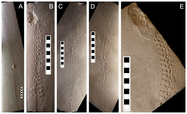 Photographs of some of the slabs bearing Paleohelcura araraquarensis isp. nov.