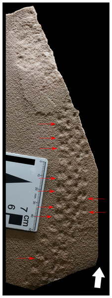 Specimen LPP-IC-0035 of Paleohelcura araraquarensis isp. nov. in negative epirelief exhibiting deformation in the sediment by the effort of locomotion of the animal.