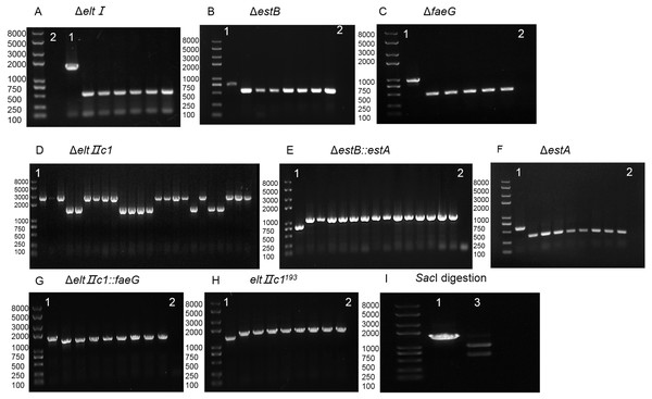 Agarose gel electrophoresis of colony PCR for different genes and SacI digestion.
