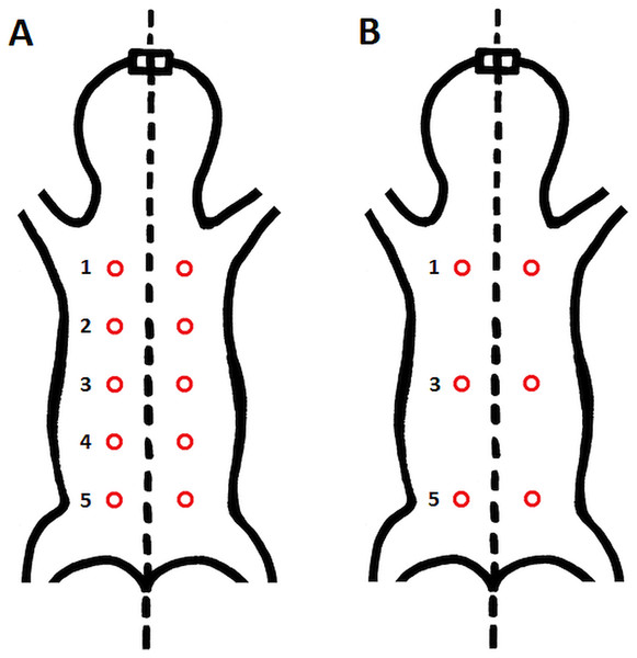 Schematic location of skin sampling points on the animal.