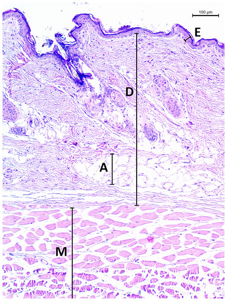 Histological section of skin in Fukomys mechowii.