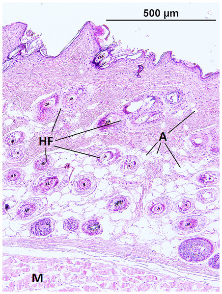 Histological section of skin in Fukomys mechowii showing distribution of adipocytes surrounding hair follicles.