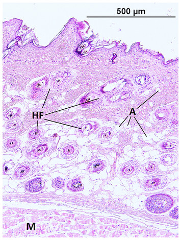 Functional histology of the skin in the subterranean African giant mole ...