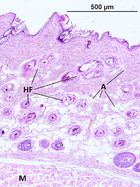 Functional histology of the skin in the subterranean African giant mole ...