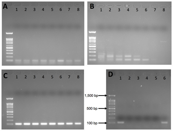 Agarose gel results from initial gradient PCR tests of the three primer pairs.