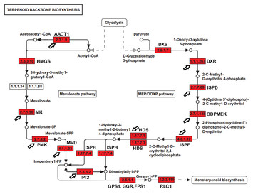 Comparative Transcriptomics Characterized The Distinct Biosynthetic ...