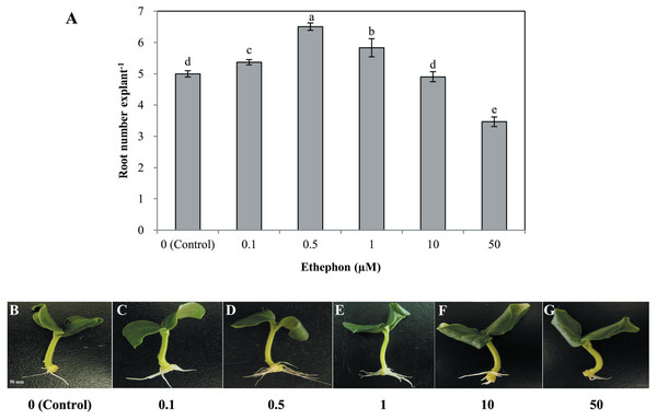 Effects of different concentrations of ethephon on adventitious root development.