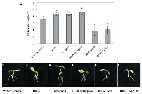 Effects of ETH inhibitor on H2-induced adventitious root development.