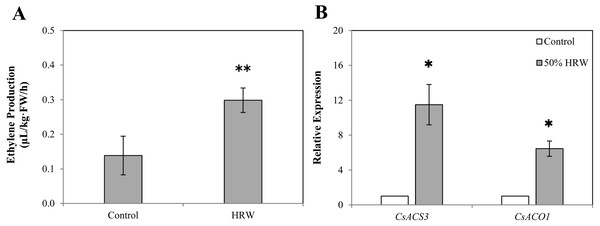 The effect of HRW on the ETH production (A) and on the expression level (B) of two ETH-related genes in cucumber explant.