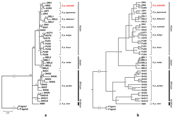 Phylogenetic relationships among the leopard mtDNA haplotypes from combined NADH5 and CR mitochondrial regions. Individual samples of Panthera tigris are taken as outgroup species.