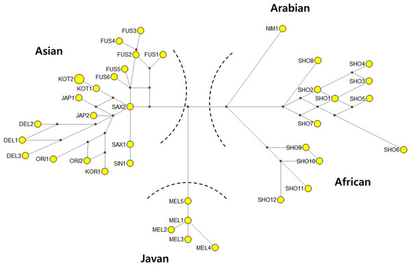 Median-joining network showing the relationships among leopard mtDNA haplotypes, based on 726 bp sequence of the mtDNA NADH5 and CR gene.