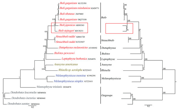 Phylogenetic relationships among Bufonidae in BI and ML analyses.