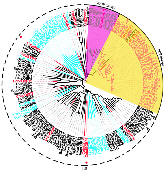 Neighbor-joining phylogenetic tree of odorant binding proteins (OBPs).