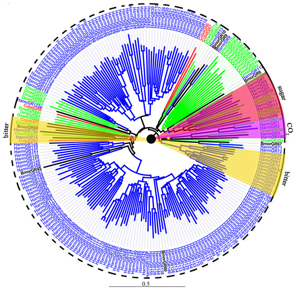 Neighbor-joining phylogenetic tree of gustatory receptors (GRs).