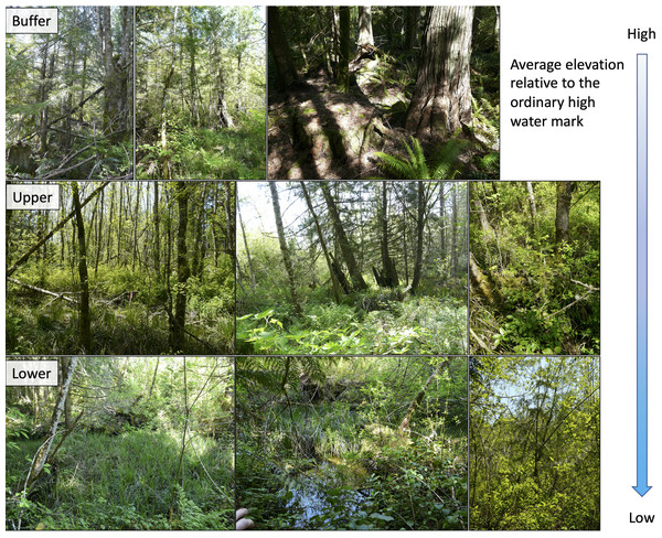 Examples of forest plots from high to low across the wetland buffer, upper wetland and lower wetland groups.