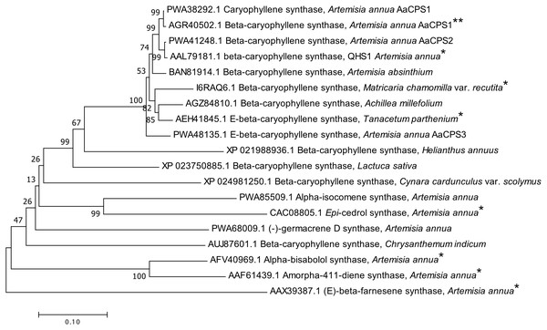Phylogenetic analysis of β-caryophyllene synthase of Artemisia annua (AaCPS1) together with other β-caryophyllene synthases (CPSs) and few sesquiterpene synthases.