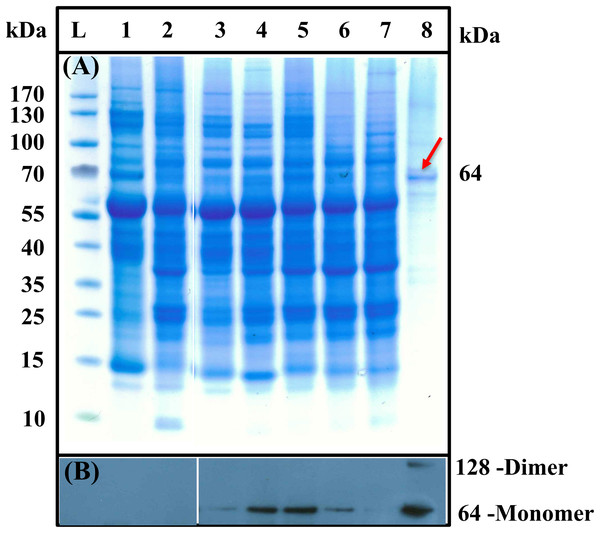 SDS–PAGE (A) and western blot (B) analysis of β-caryophyllene synthase (AaCPS1) expressing construct in Nicotiana benthamiana.