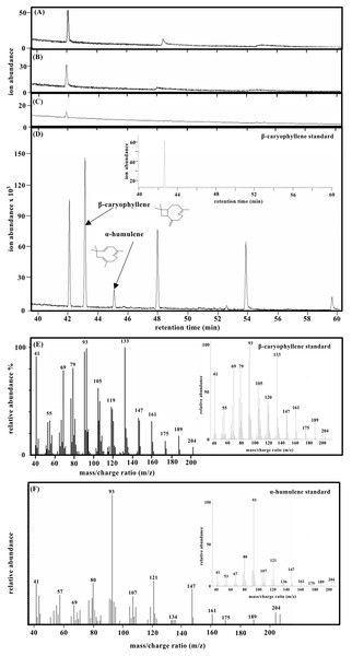 Gas chromatography–mass spectrometry (GC-MS) analysis of the formation of β-caryophyllene from farnesyl diphosphate (FPP) by recombinant β-caryophyllene synthase (AaCPS1). Gas chromatograms of the products were obtained after incubating with 20 µM FPP.
